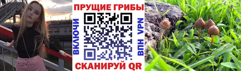 Псилоцибиновые грибы ЛСД Ангарск